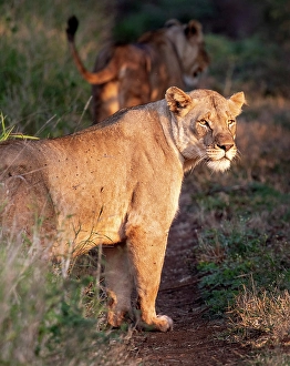 Lions Prints: Lioness, Zimanga Private Game Reserve, Natal, South Africa