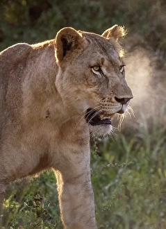 Lions Prints: Lioness, Zimanga Private Game Reserve, Natal, South Africa