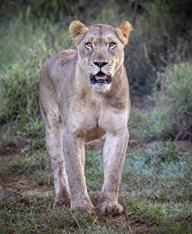 Lions Prints: Lioness, Zimanga Private Game Reserve, Natal, South Africa