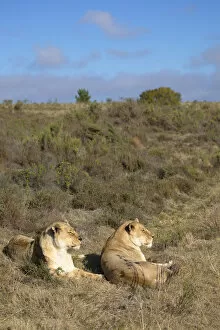 Lionesses, Botlierskop Private Game Reserve, Western Cape, South Africa