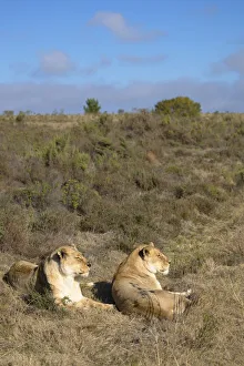 Natural World Prints: Lionesses, Botlierskop Private Game Reserve, Western Cape, South Africa