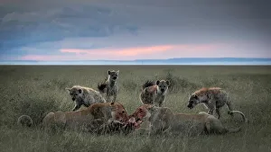 Afica Prints: Lionesses with kill and hyenas in the Maasaimara, Kenya