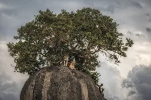 Thunderstorm Prints: Lionesses on a kopje in the Serengeti National Park, Tanzania