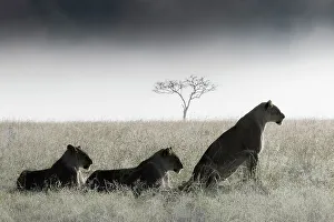 Cats Prints: Lionesses in the mist, Masai Mara, Kenya