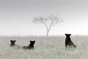 Cats Prints: Lionesses in the mist, Masai Mara, Kenya