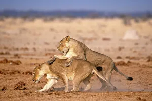 Playing Prints: Lionesses playing, Kalahari Desert, Botswana
