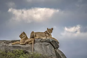 Lionesses resting on top of a kopje in the Serengeti, Tanzania