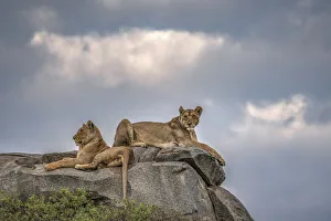 Kopje Prints: Lionesses resting on top of a kopje in the Serengeti, Tanzania