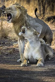 Lions mating, South Luangwa National Park, Zambia