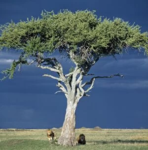 Masai Mara Collection: Two lions pause beside a Balanites tree in Masai Mara as rain threatens