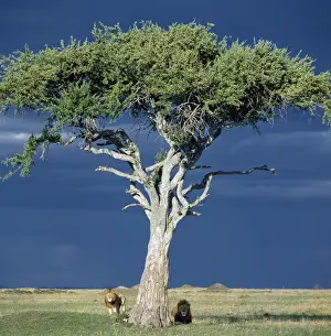Lions Prints: Two lions pause beside a Balanites tree in Masai Mara as rain threatens