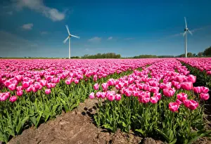Energy Prints: Lisse, Netherlands. A field of tulips with wind turbines in the background