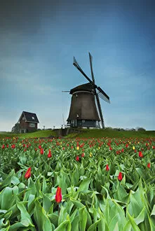 Mill Gallery: Lisse, Netherlands View of a Dutch windmill in front of a field of poppies