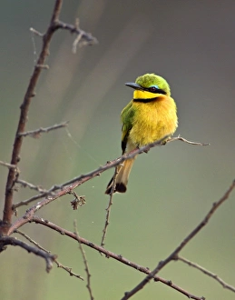 Katavi Prints: A Little Bee-eater in Katavi National Park, Tanzania