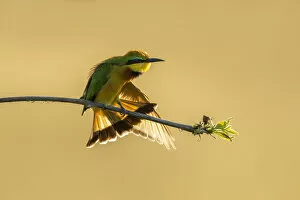 Botswana Collection: Little Bee-eater (Merops pusillus) wing stretching, Savuti, Chobe National Park, Botswana
