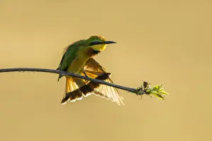 Botswana Prints: Little Bee-eater (Merops pusillus) wing stretching, Savuti, Chobe National Park, Botswana