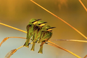Family Prints: Little Bee Eaters gathering together for warmth in the early morning