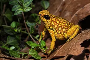 Captive Bred Prints: Little-devil Poison Frog (Oophaga sylvatica) rare color phase - captive bred