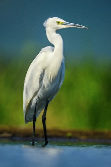 Close Ups Prints: Little egret (Egretta garzetta)