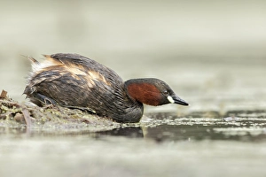 Breeding Prints: Little Grebe (Tachybaptus ruficollis), near Bratsigovo, Bulgaria