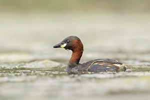 Breeding Prints: Little Grebe (Tachybaptus ruficollis), near Bratsigovo, Bulgaria
