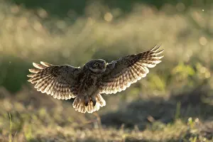 Flight Prints: Little Owl (Athene noctua) in flight, Rhodope Mountains, Bulgaria, May 2025