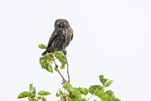 Dark Prints: Little Owl (Athene noctua), melanistic form, Adult, perched, Bratsigovo, Bulgaria