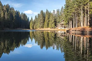 Pine Forest Prints: The little pond of Sant Anna, Dolomites, Comelico Superiore, Belluno, Veneto, Italy