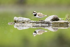 Bulgaria Prints: Little Ringed Plover (Charadrius dubius)