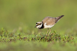 Little Ringed Plover (Charadrius dubius), vocalising at breeding site near Bratsigovo, Bulgaria