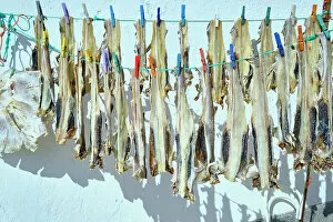 Images Dated 9th January 2023: Little shark (pata-roxa, Scyliorhinus canicula) drying in the sun. Peniche, Portugal