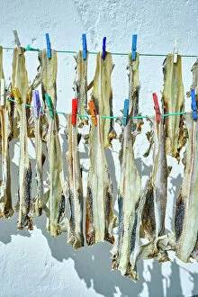 Images Dated 9th January 2023: Little shark (pata-roxa, Scyliorhinus canicula) drying in the sun. Peniche, Portugal
