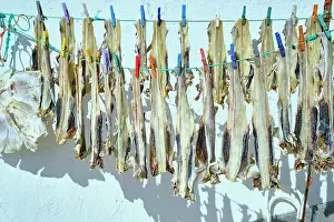 Traditions Prints: Little shark (pata-roxa, Scyliorhinus canicula) drying in the sun. Peniche, Portugal