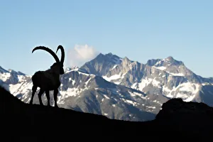 Livigno, Lombardy, Italy. Capra ibex