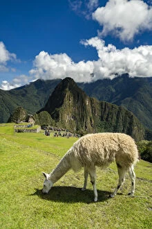 Llama grazing at historic Incan Machu Picchu on mountain in Andes, Cuzco Region, Peru