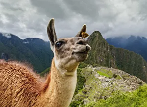 Inca Empire Prints: Llama in Machu Picchu, Cusco Region, Peru