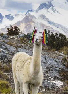 Llama portrait near refuge Pisco. Ancash, Cordigliera Blanca, Peru