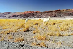 Shrubs Prints: Llamas in the high-altitude landscape of the Puna