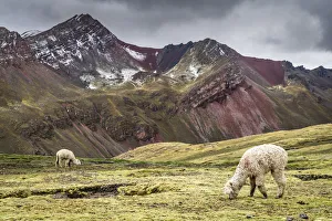Cusco Province Prints: Llamas near Rainbow Mountain, Cusco Region, Peru