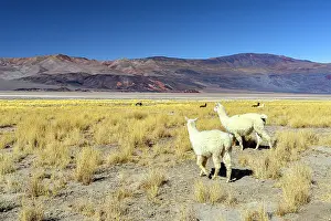 Shrubs Prints: Llamas among yellow bushes, Puna Plateau, Salar de Antofalla, Catamarca, Argentina