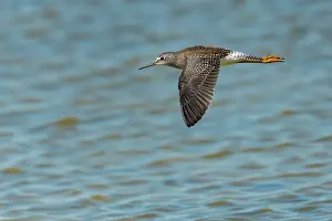 Shorebirds Prints: Llesser yellowlegs (Tringa flavipes) in flight Reed Lake, Saskatchewan, Canada