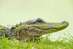 Crocodiles Prints: Loafing alligator (Alligator mississipiensis)