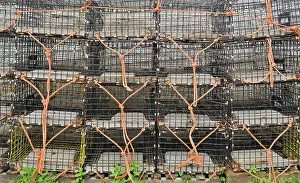 Lobster Prints: Lobster traps Grand Manan Island, New Brunswick, Canada