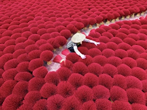 Hanoi Prints: Local woman laying out colourful Incense sticks to dry