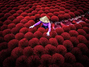 Model Released Prints: Local worker drying red incense sticks, Hanoi, Vietnam. (MR)