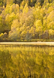Images Dated 23rd November 2009: Loch reflections, Cairngorms National Park, Highlands, Scotland, UK