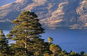 Images Dated 13th January 2011: Loch Torridon, Wester Ross, Scotland