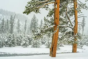 Carvings Prints: Lodgepole pine trees in winter, Yellowstone National Park, Wyoming, USA