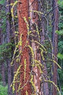 Books Prints: Lodgepole pine trunks (Pinus contorta). Bow Valley. Banff National Park, Alberta, Canada
