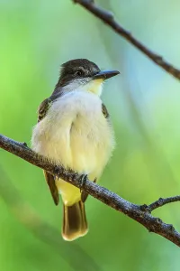 Foraging Prints: Loggerhead kingbird (Tyrannus caudifasciatus)